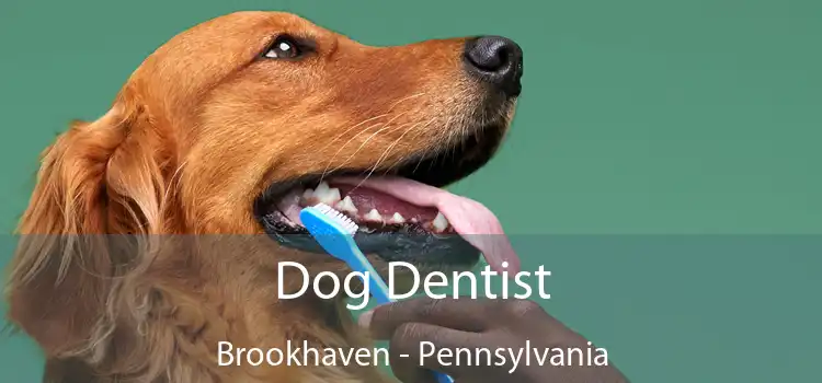 Dog Dentist Brookhaven - Pennsylvania