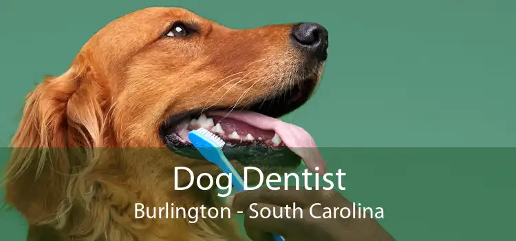 Dog Dentist Burlington - South Carolina