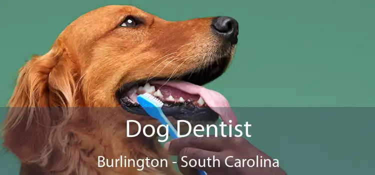 Dog Dentist Burlington - South Carolina