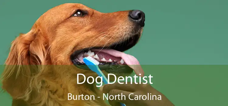 Dog Dentist Burton - North Carolina