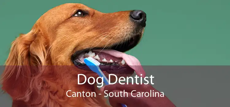Dog Dentist Canton - South Carolina