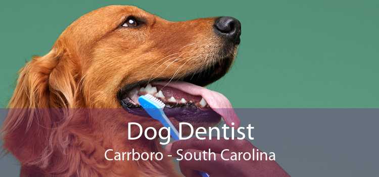 Dog Dentist Carrboro - South Carolina
