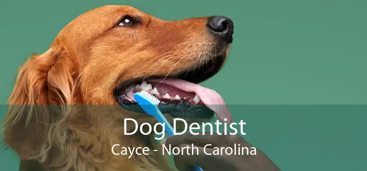 Dog Dentist Cayce - North Carolina
