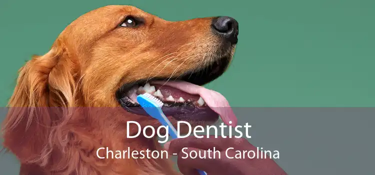 Dog Dentist Charleston - South Carolina