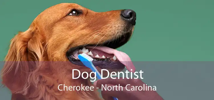 Dog Dentist Cherokee - North Carolina
