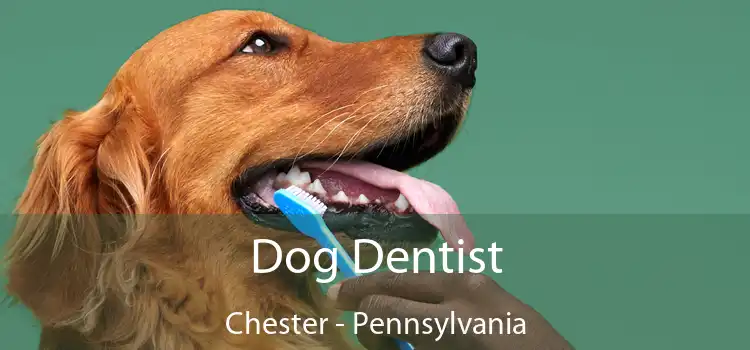 Dog Dentist Chester - Pennsylvania