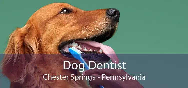 Dog Dentist Chester Springs - Pennsylvania