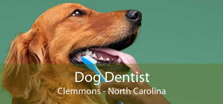 Dog Dentist Clemmons - North Carolina