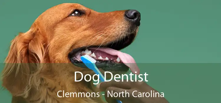 Dog Dentist Clemmons - North Carolina