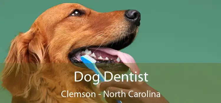 Dog Dentist Clemson - North Carolina