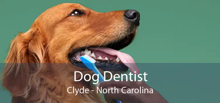 Dog Dentist Clyde - North Carolina