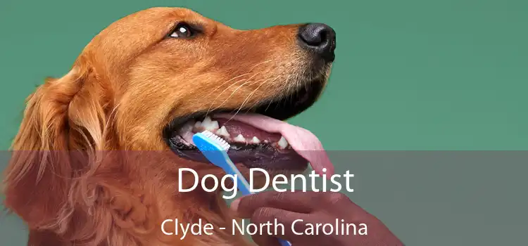 Dog Dentist Clyde - North Carolina