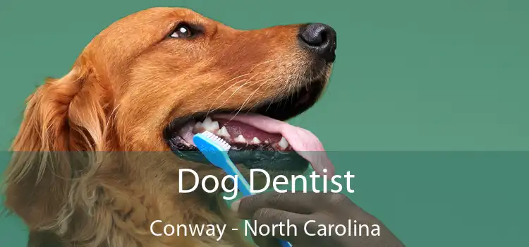 Dog Dentist Conway - North Carolina