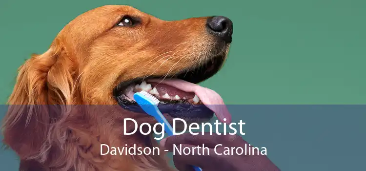 Dog Dentist Davidson - North Carolina