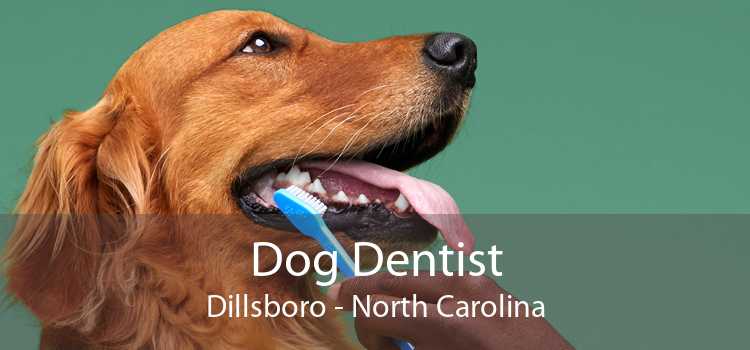 Dog Dentist Dillsboro - North Carolina