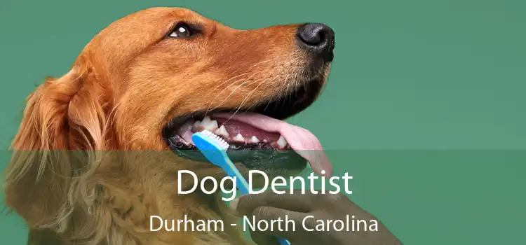 Dog Dentist Durham - North Carolina