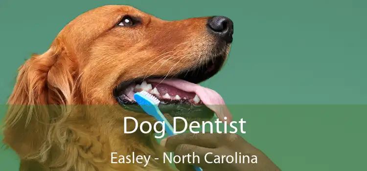 Dog Dentist Easley - North Carolina