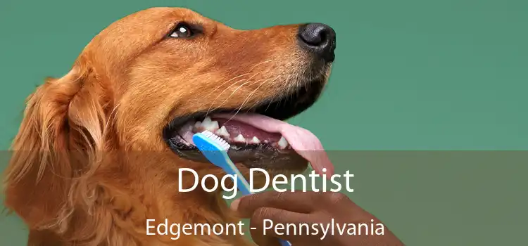 Dog Dentist Edgemont - Pennsylvania