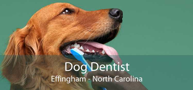 Dog Dentist Effingham - North Carolina