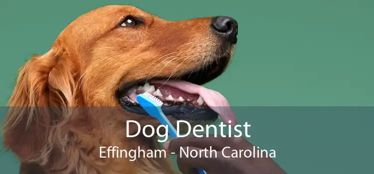 Dog Dentist Effingham - North Carolina