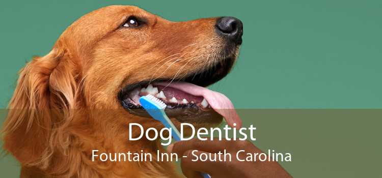 Dog Dentist Fountain Inn - South Carolina