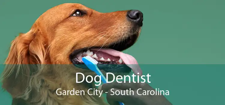 Dog Dentist Garden City - South Carolina