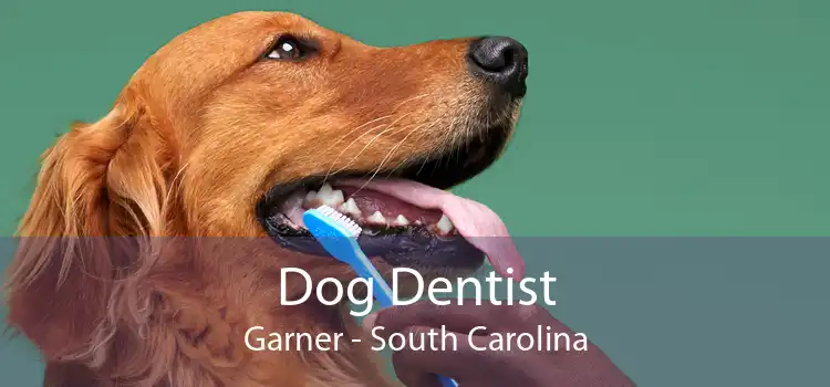 Dog Dentist Garner - South Carolina