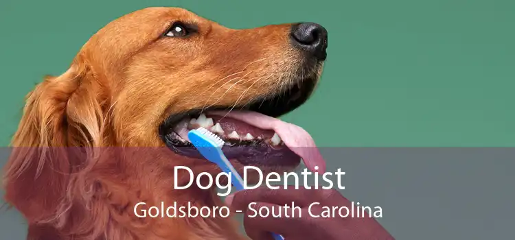 Dog Dentist Goldsboro - South Carolina