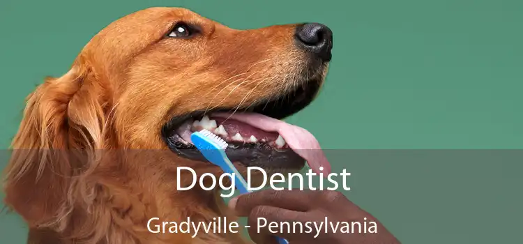 Dog Dentist Gradyville - Pennsylvania
