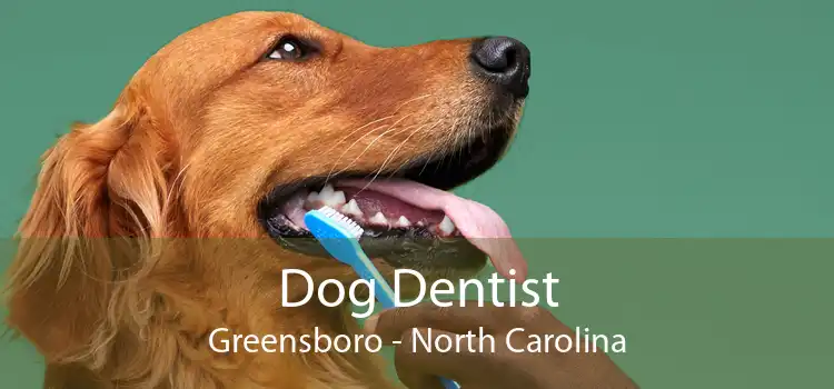 Dog Dentist Greensboro - North Carolina