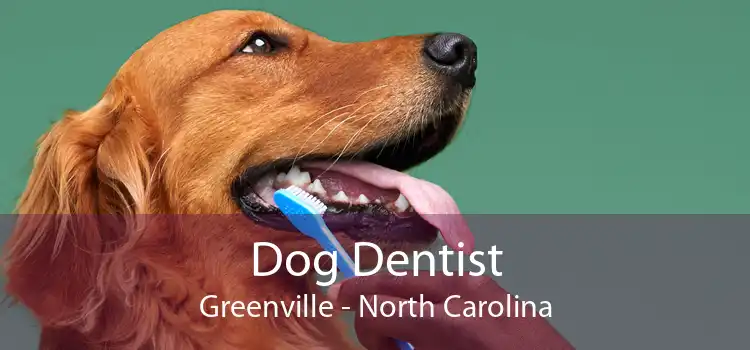 Dog Dentist Greenville - North Carolina