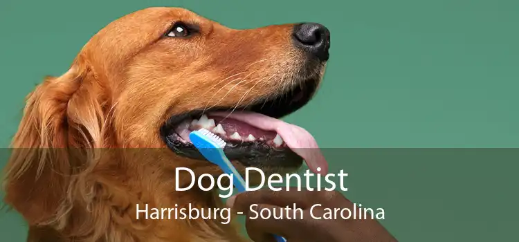 Dog Dentist Harrisburg - South Carolina