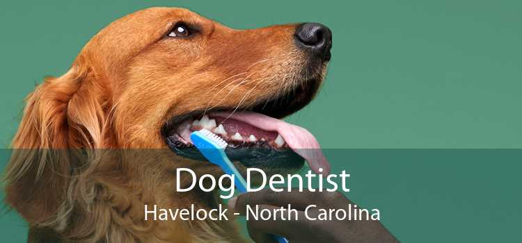 Dog Dentist Havelock - North Carolina