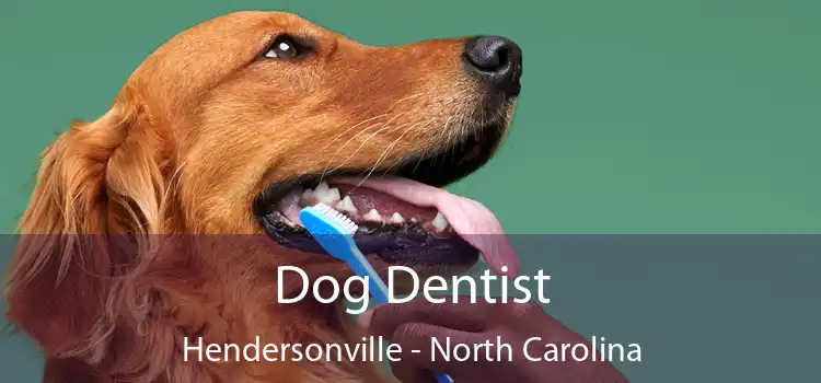 Dog Dentist Hendersonville - North Carolina