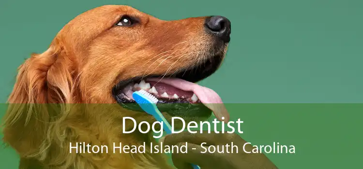 Dog Dentist Hilton Head Island - South Carolina