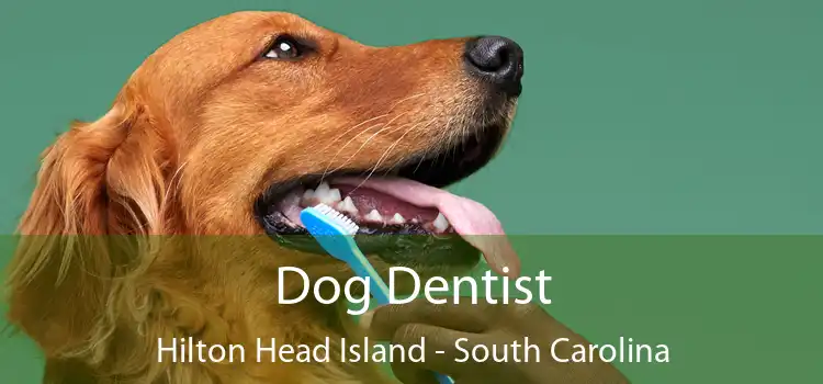 Dog Dentist Hilton Head Island - South Carolina