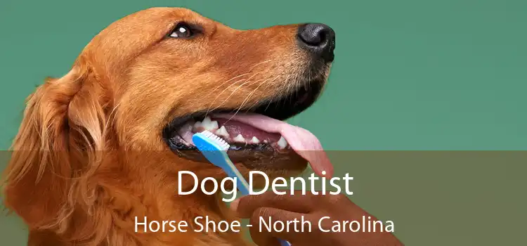 Dog Dentist Horse Shoe - North Carolina