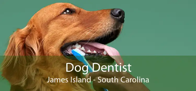 Dog Dentist James Island - South Carolina