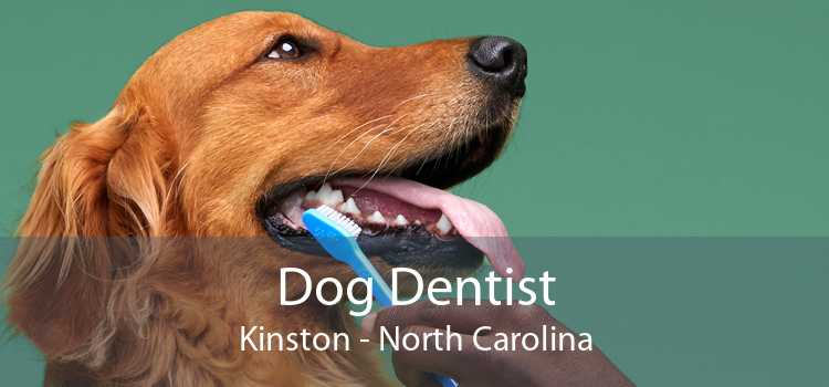 Dog Dentist Kinston - North Carolina