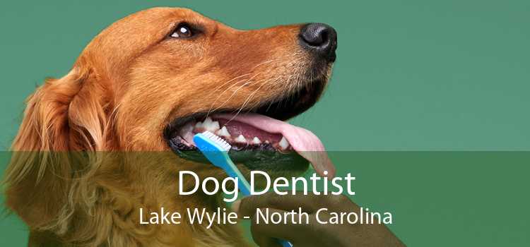 Dog Dentist Lake Wylie - North Carolina