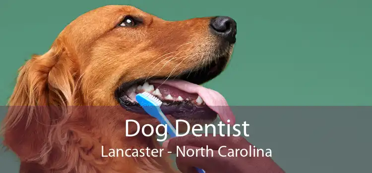 Dog Dentist Lancaster - North Carolina