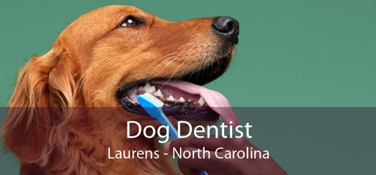 Dog Dentist Laurens - North Carolina