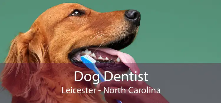 Dog Dentist Leicester - North Carolina