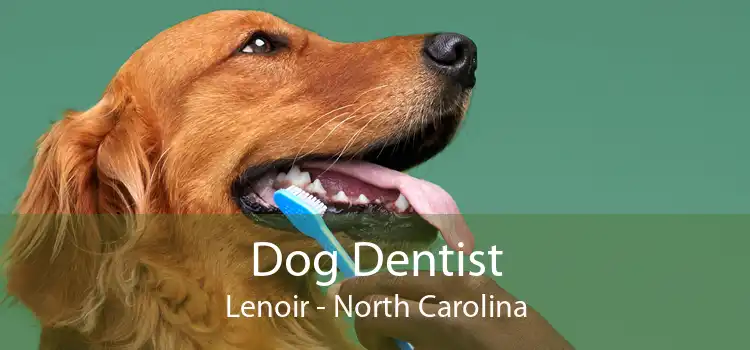 Dog Dentist Lenoir - North Carolina