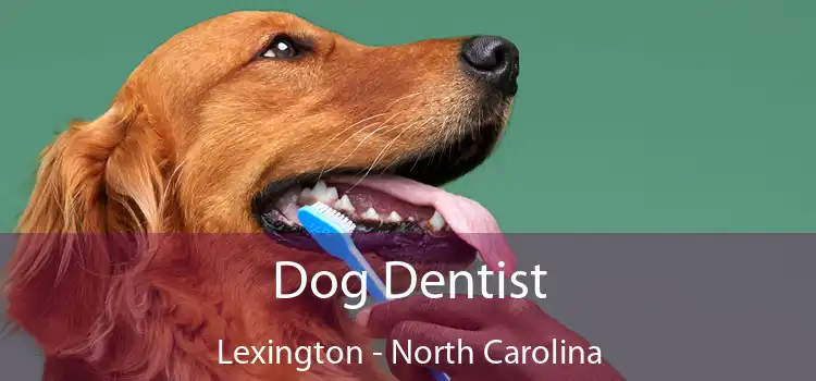 Dog Dentist Lexington - North Carolina