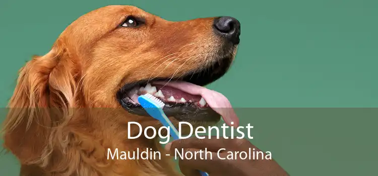 Dog Dentist Mauldin - North Carolina