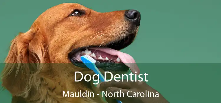 Dog Dentist Mauldin - North Carolina