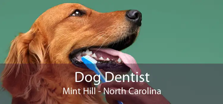 Dog Dentist Mint Hill - North Carolina