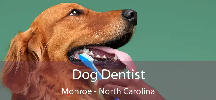 Dog Dentist Monroe - North Carolina