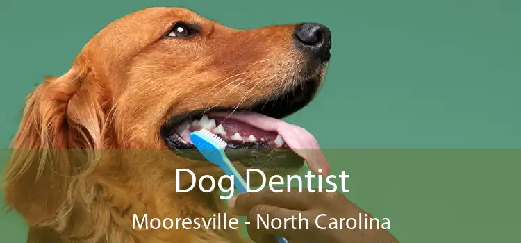 Dog Dentist Mooresville - North Carolina